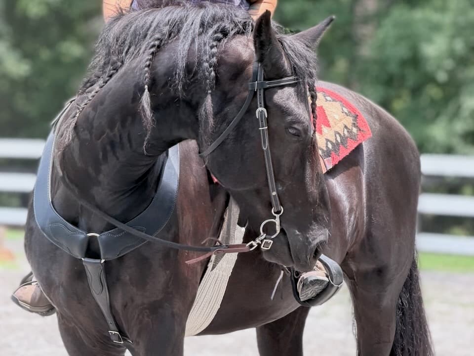 Ethan, a steady and forgiving horse